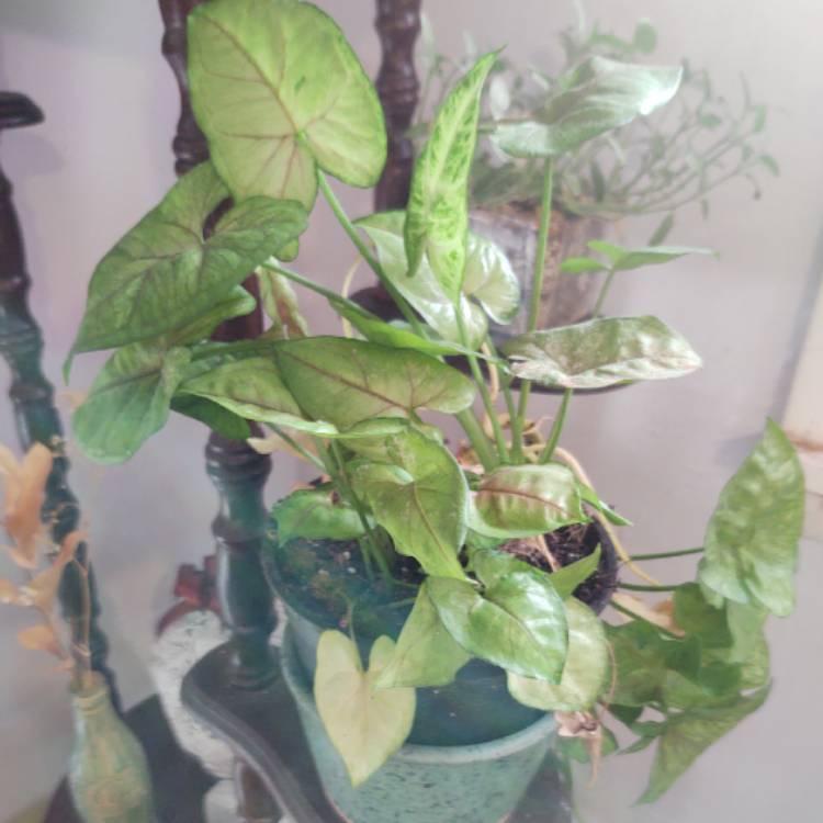 plant image 1525329