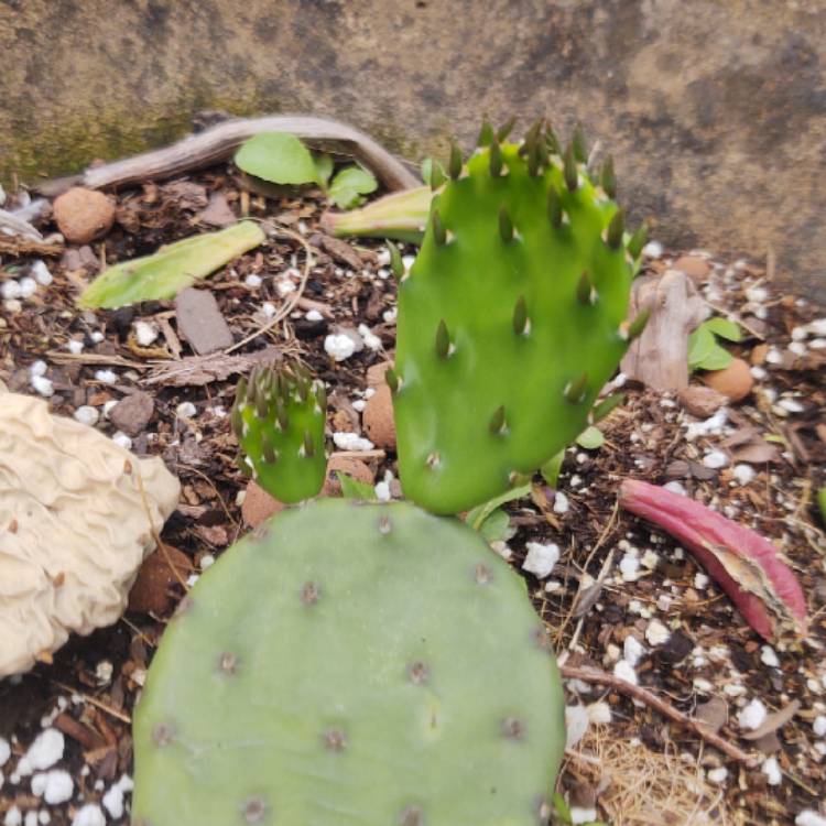 plant image 1530788 plant image 1530788