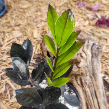 Zamioculcas zamiifolia 'Raven'