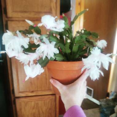Schlumbergera truncata