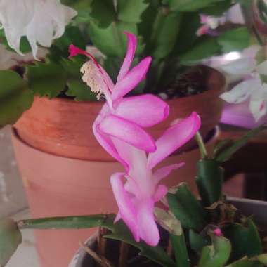 Schlumbergera truncata