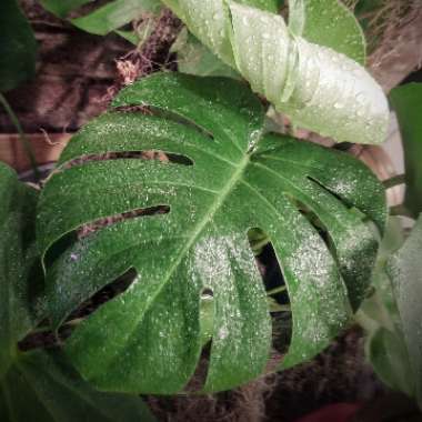 Monstera deliciosa