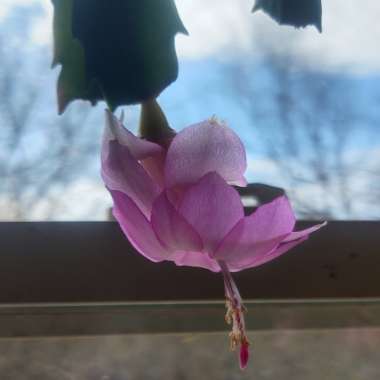 Schlumbergera truncata