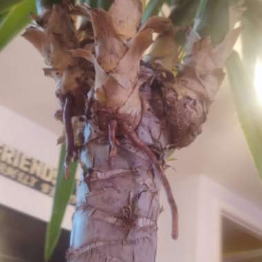 Yucca gigantea