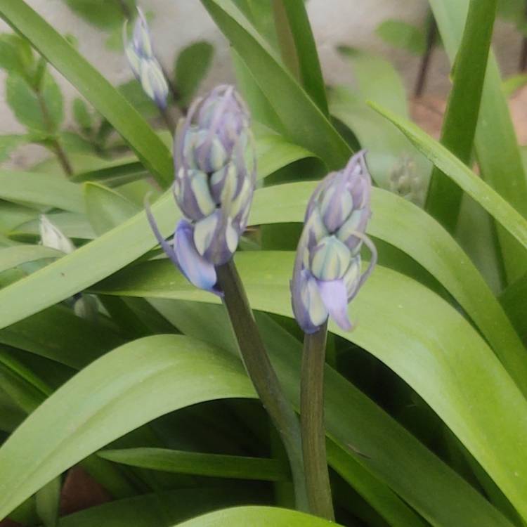plant image 1575771 plant image 1575771
