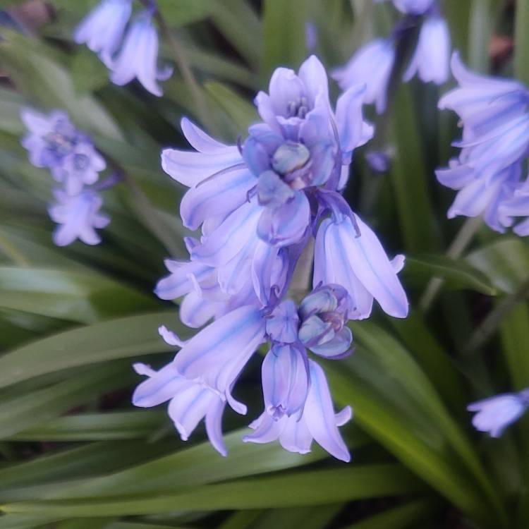 plant image 1579078 plant image 1579078