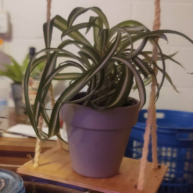 plant image 1580812