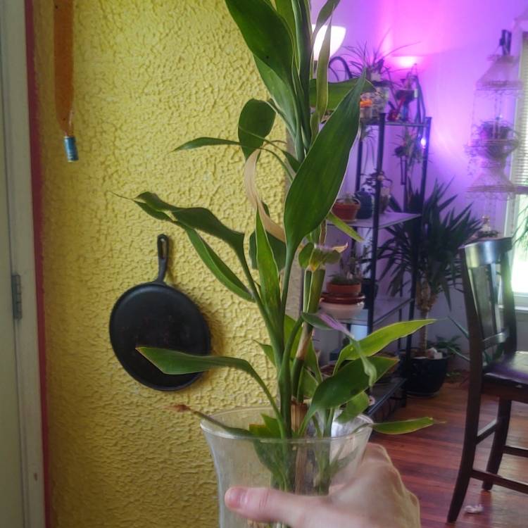 plant image 1582119