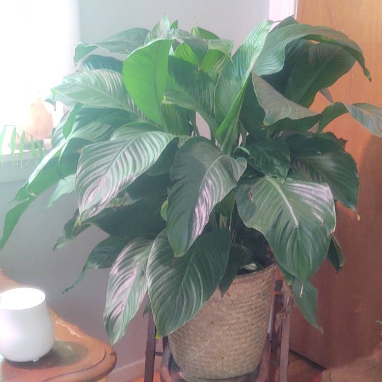 plant image 1582126 plant image 1582126
