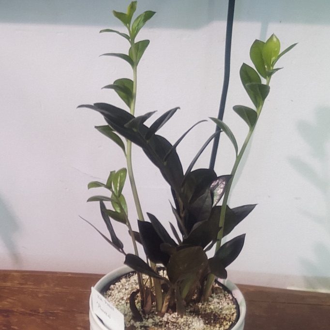 plant image 1582132 plant image 1582132