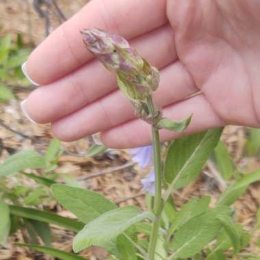 Salvia officinalis