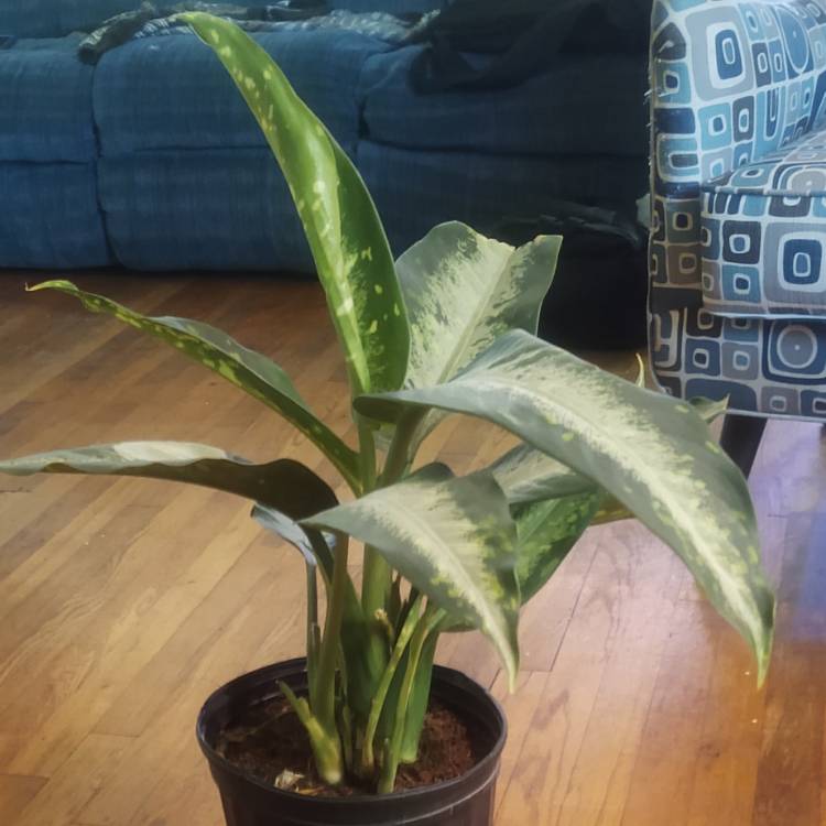 plant image 1584389