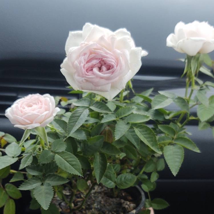 plant image 1597203 plant image 1597203