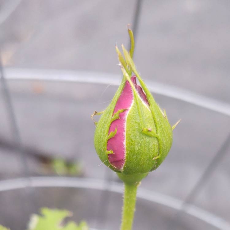plant image 1597303 plant image 1597303