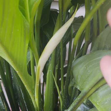 Spathiphyllum wallisii