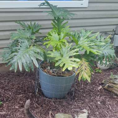 Thaumatophyllum bipinnatifidum syn. Philodendron bipinnatifidum, Philodendron selloum
