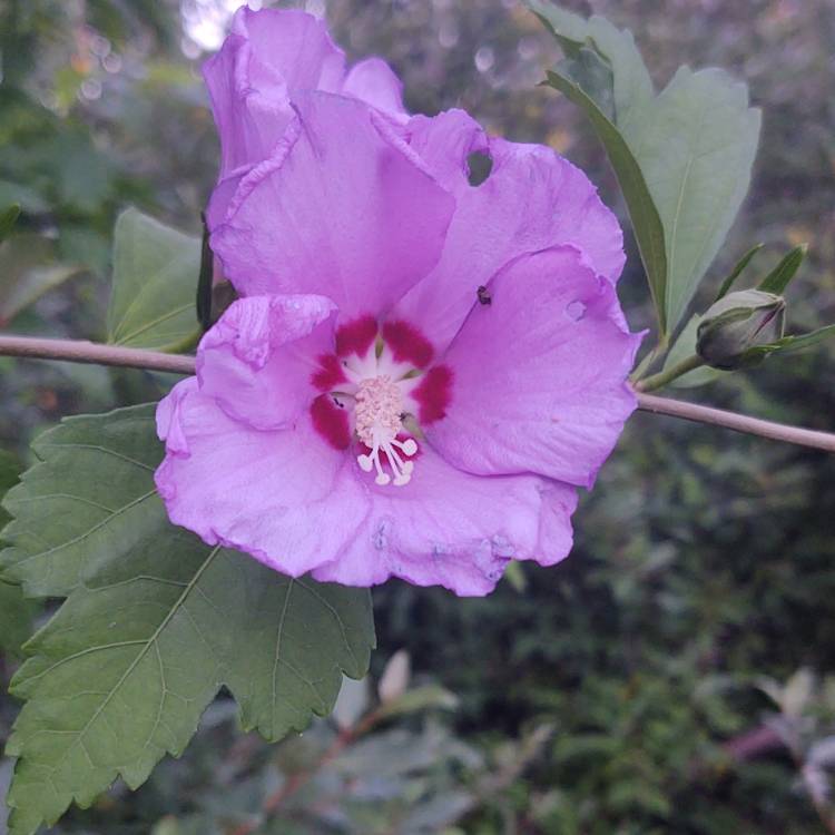 plant image 1605284