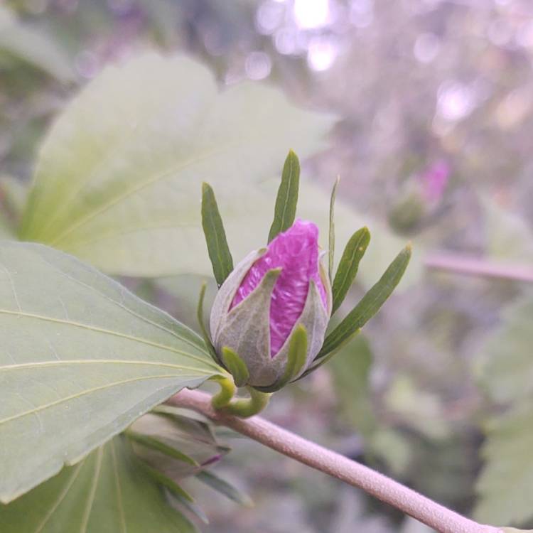 plant image 1605305