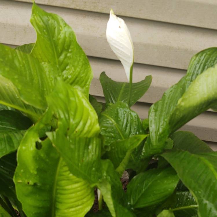 plant image 1607513 plant image 1607513