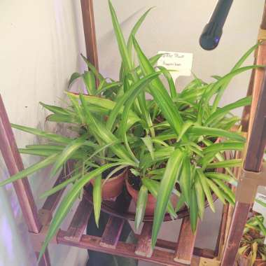 Chlorophytum viridescens 'Hawaiian'