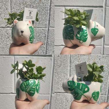 Sedum