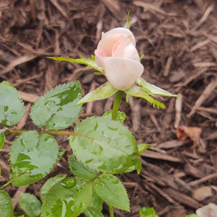 plant image 1611116 plant image 1611116