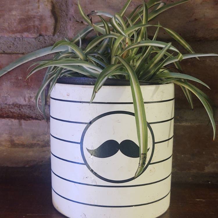 plant image 1617811