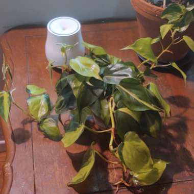 Philodendron hederaceum var. oxycardium 'Brasil' syn. Philodendron hederaceum 'Brasil', Philodendron 'Brasil', Philodendron scandens 'Brasil'