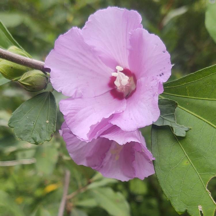 plant image 1618999