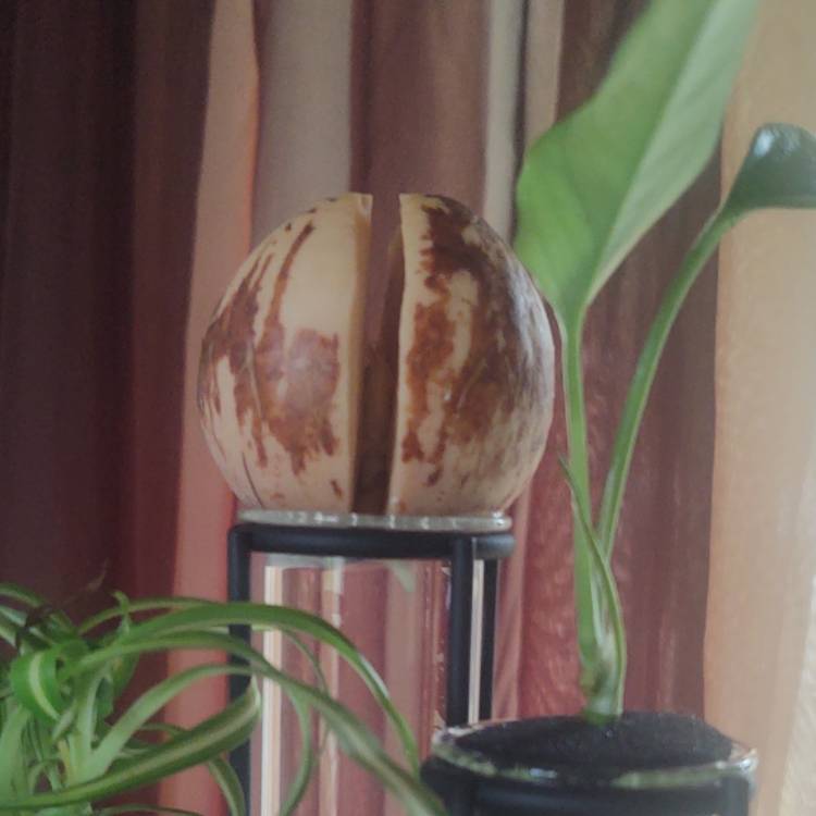 plant image 1621640 plant image 1621640