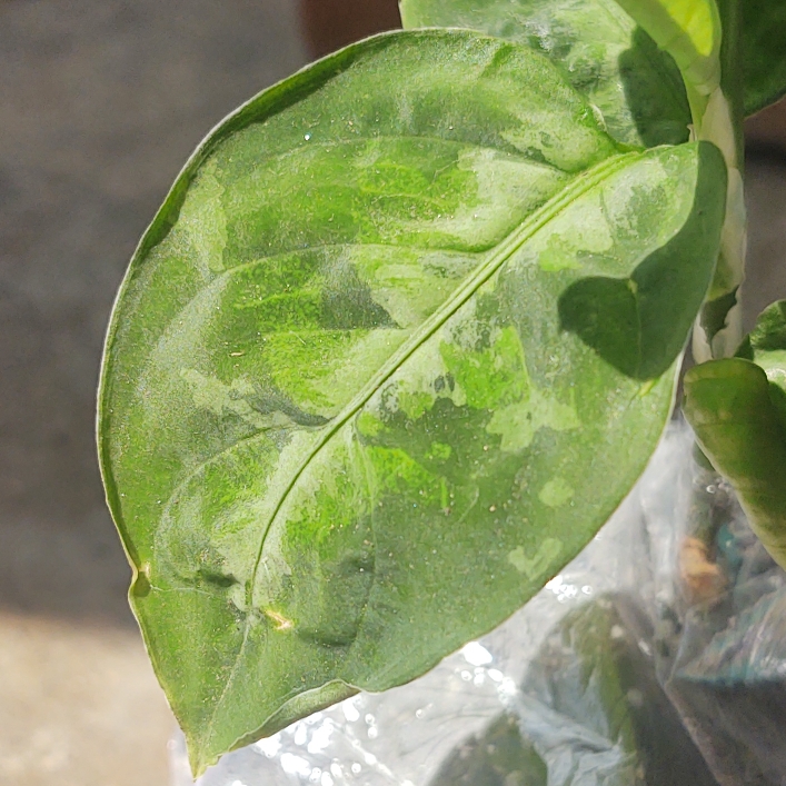 plant image 1622630 plant image 1622630