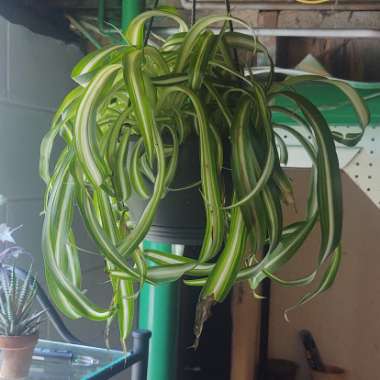 Chlorophytum comosum 'Bonnie'