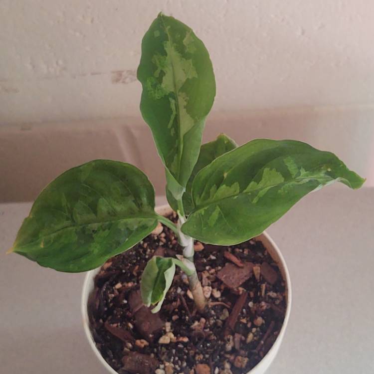 plant image 1623644 plant image 1623644