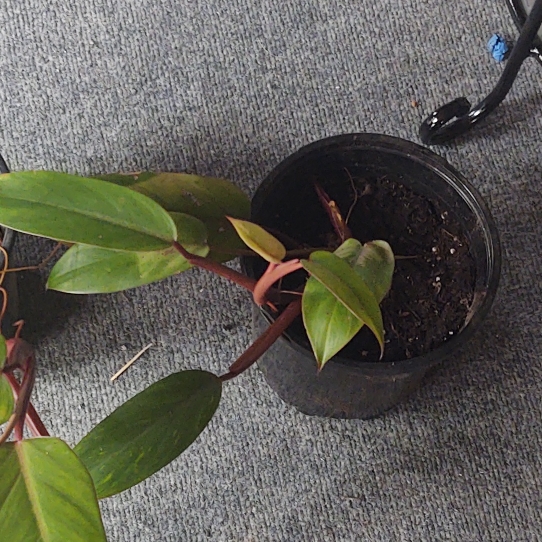Plant image Philodendron erubescens 'Red Emerald'