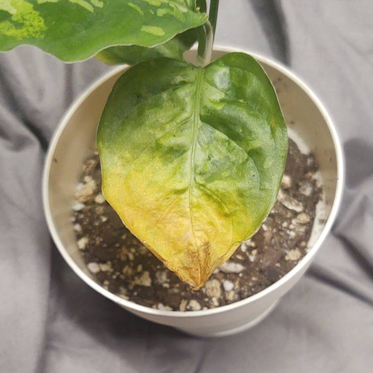 plant image 1626096 plant image 1626096