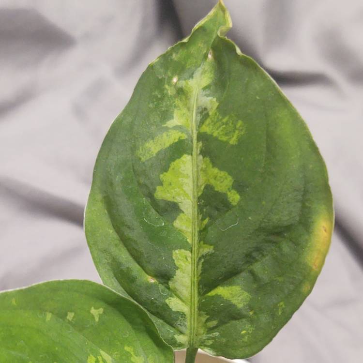 plant image 1626097 plant image 1626097