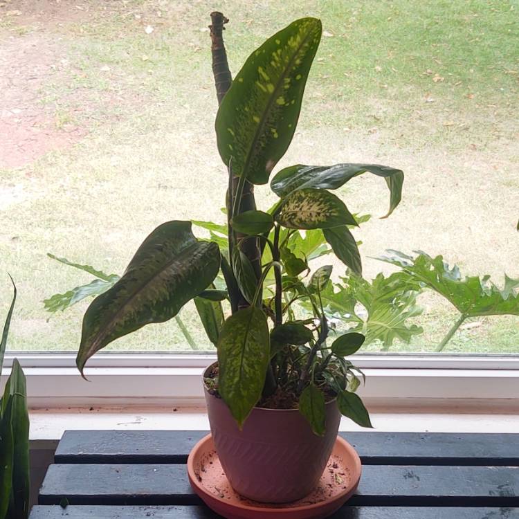plant image 1629534