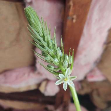 Albuca bracteata syn. Ornithogalum longebracteatum