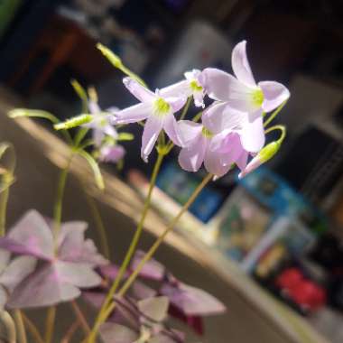 Oxalis triangularis subsp. papilionacea