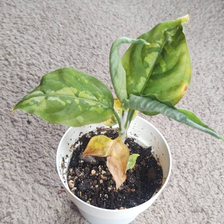 plant image 1637214 plant image 1637214