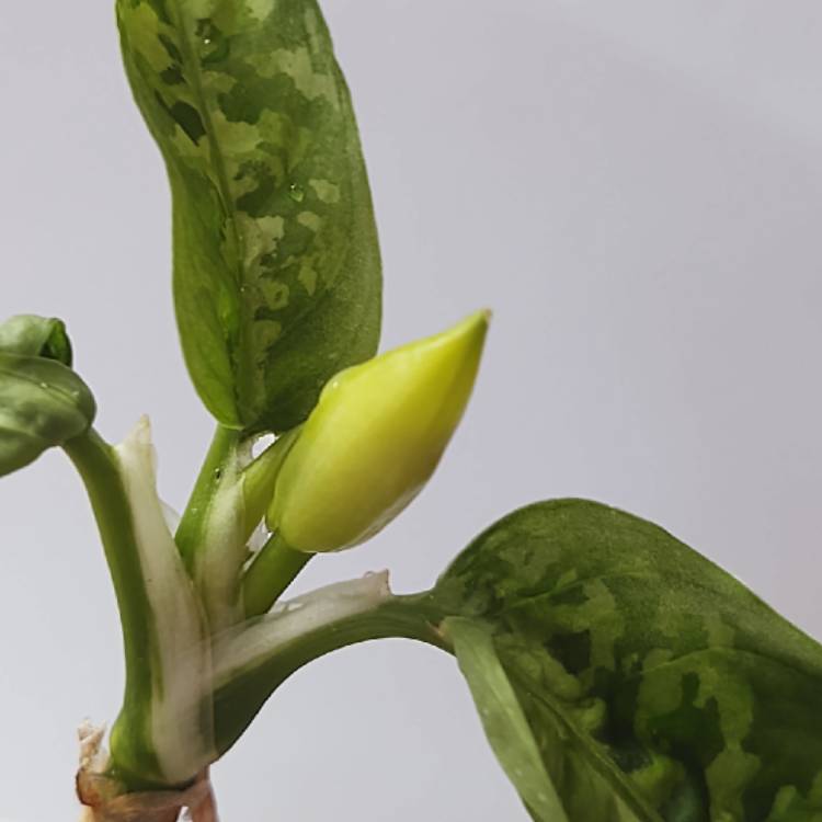 plant image 1647539 plant image 1647539