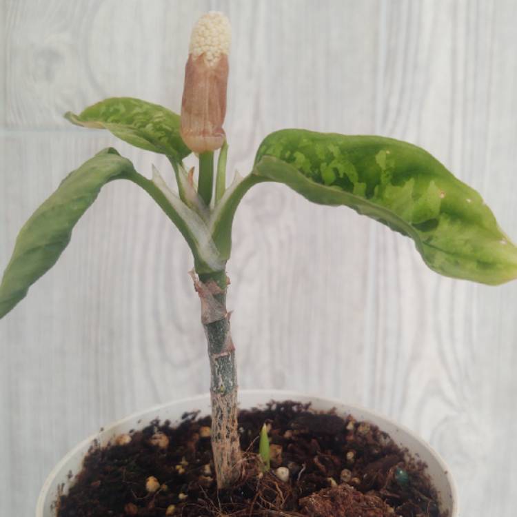 plant image 1655092 plant image 1655092