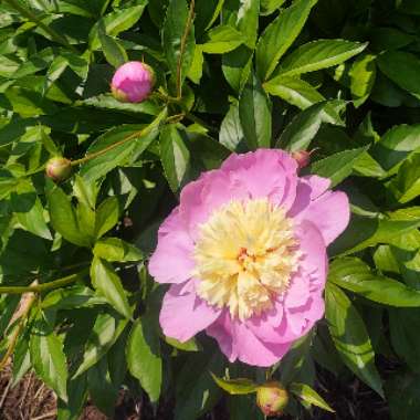 Paeonia lactiflora 'Bowl of Beauty'