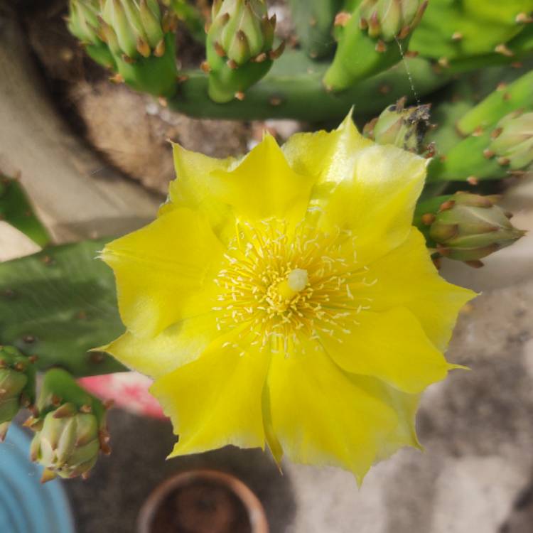 plant image 1668001 plant image 1668001