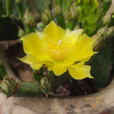 Opuntia