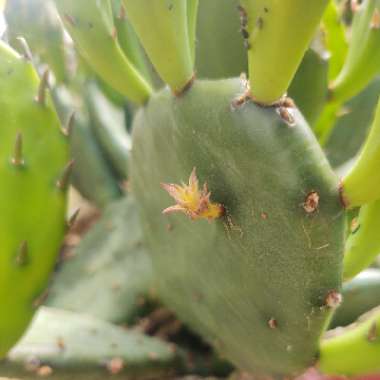 Prickly Pear