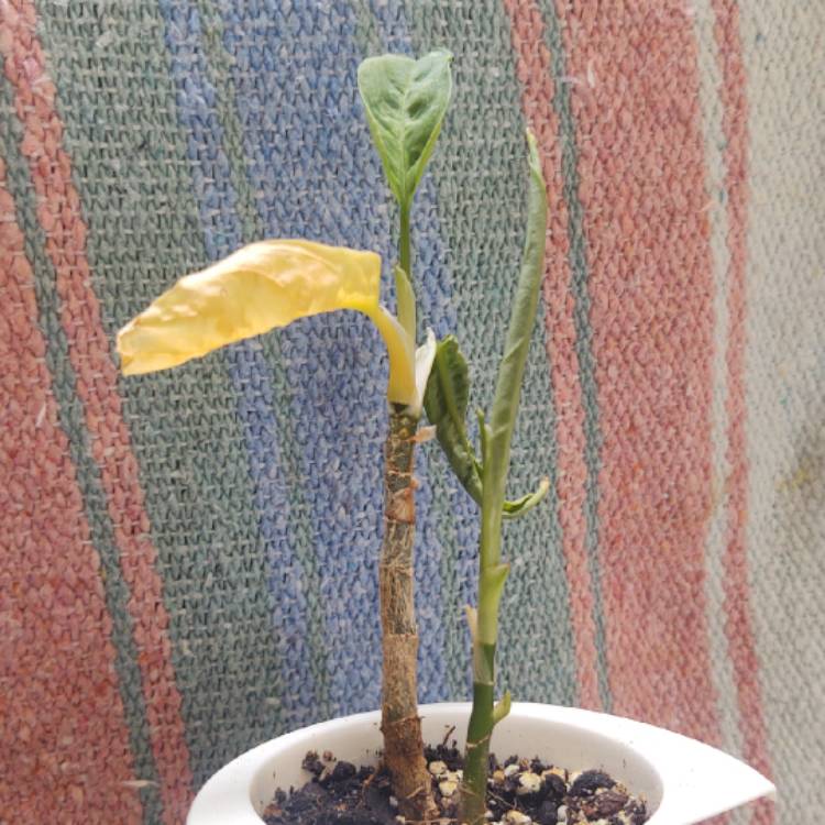 plant image 1668034 plant image 1668034