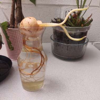 Persea americana  syn. Persea gratissima