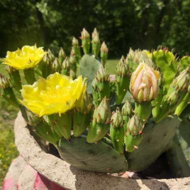 Prickly Pear