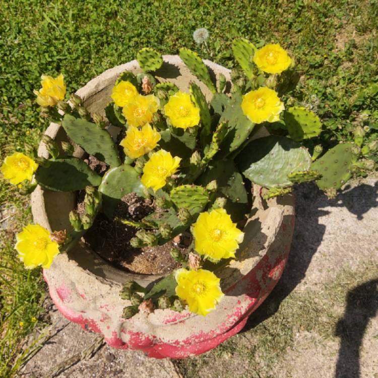 plant image 1669199 plant image 1669199